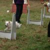 foire-haricots 2011-09-17et18